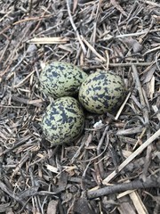 quail eggs in nest