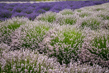 Fototapeta premium Blooming lavender fields in Pacific Northwest USA