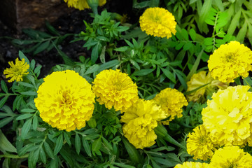 Marigolds shades of yellow and orange, Floral background (Tagetes erecta, Mexican marigold, Aztec marigold, African marigold).