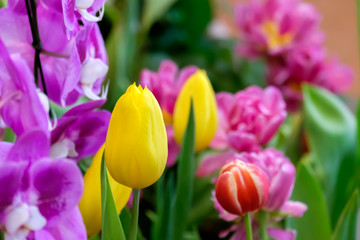 colorful tulip flower bloom on green leaves background in tulips garden, Spring flowers.