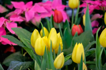 colorful tulip flower bloom on green leaves background in tulips garden, Spring flowers.