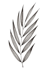 Obraz premium Hand drawn of leaf and foliage branch isolated on white background using black ink for design purpose
