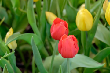 Fototapeta premium colorful tulip flower bloom on green leaves background in tulips garden, Spring flowers.