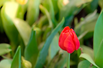 Naklejka premium Red tulip flower bloom on green leaves background in tulips garden, Spring flowers.