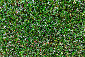 Side view shrub for texture use