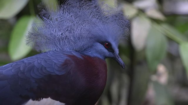A close-up of a Sclater's Crowned Pigeon (Goura sclaterii) at Singapore zoo. Forest ambient.