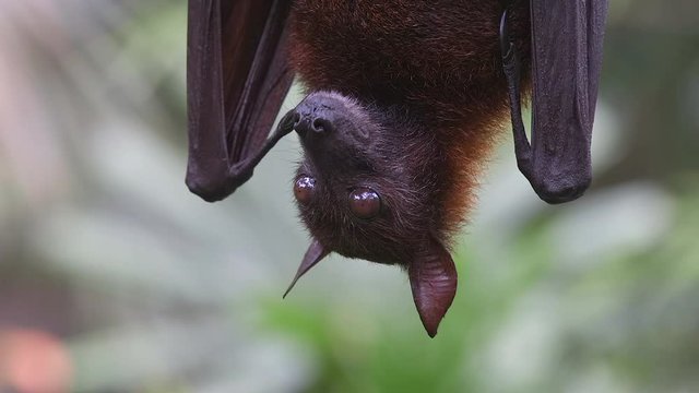 Close up of a Malayan Flying Fox (Pteropus vampyrus) is paying attention moving its ears at Singapore Zoo. Blurred background.