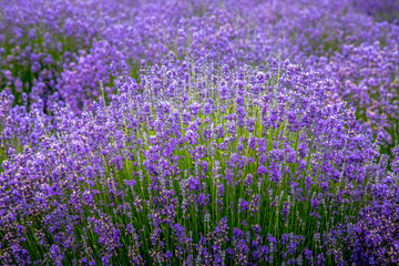 Naklejka premium Blooming lavender fields in Pacific Northwest USA