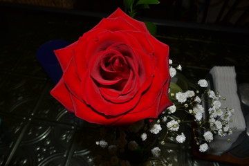 Fototapeta premium red rose on black background
