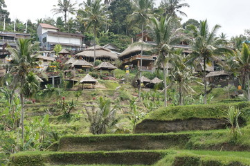 Ricefield in Bali