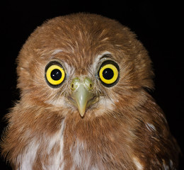 The ferruginous pygmy owl (Glaucidium brasilianum) is a small owl that breeds in south-central Arizona in the United States, south through Mexico and Central America, to South America.