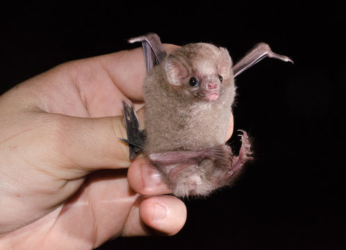 The hairy-legged vampire bat (Diphylla ecaudata) is one of three extant species of vampire bats. It mainly feeds on the blood of wild birds, but can also feed both on domestic birds and humans.