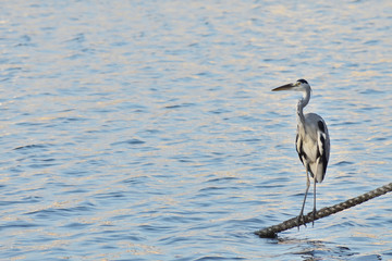 夕暮れの港にいる野鳥