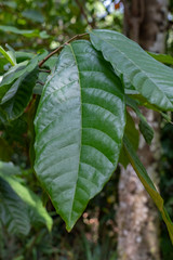 Coco tree leaves, (chocolate tree), Theobroma cacao in Sri Lanka