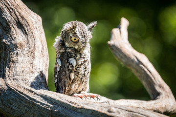 Are those my talons?