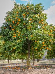 orange trees with oranges outdoors