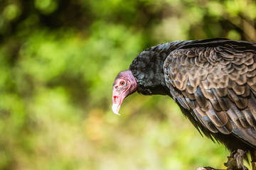 Turkey Buzzard Portrait