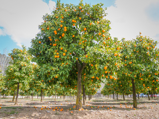 orange trees with oranges outdoors