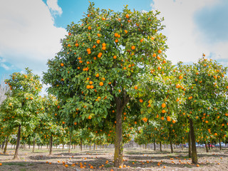 Fototapeta na wymiar orange trees with oranges outdoors
