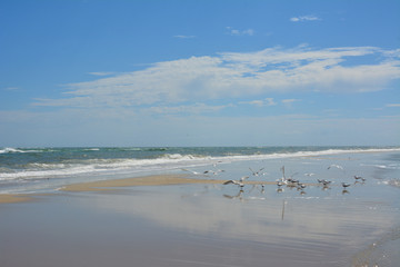 The Beach and shorebirds at Oregon Inlet, North Carolina