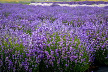 Naklejka na ściany i meble Blooming lavender fields in Pacific Northwest USA