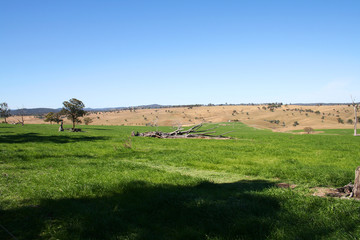 A green paddock  in Ebor farmland. Australia.