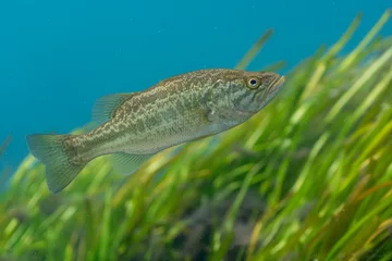 Fototapeten A young Largemouth Bass (Micropterus salmoides) patrols its territory around an eel grass bed. Largemouth Bass are highly prized by sport fishermen, and are the state freshwater fish of Florida.  © Phil Lowe
