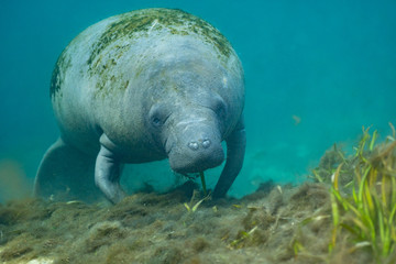 Wide shot of a curious West Indian Manatee (Trichechus manatus) that approached the underwater camera. Manatees were reclassified as threatened in 2017, as their numbers have increased over the years.