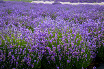 Fototapeta premium Blooming lavender fields in Pacific Northwest USA