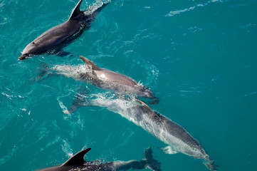 Fototapeta premium Dolphins in Blue Water following in the surf