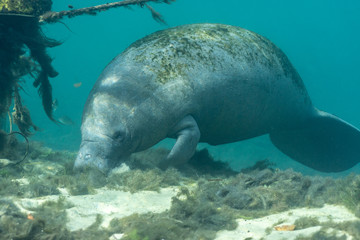 Wide shot of a curious West Indian Manatee (Trichechus manatus) that approached the underwater camera. Manatees were reclassified as threatened in 2017, as their numbers have increased over the years.