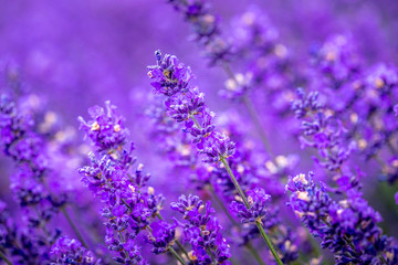 Blooming lavender fields in Pacific Northwest USA