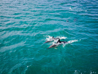 Two Dolphins in Blue Water following in the surf