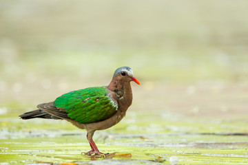 Asian Emerald Dove (Chalcophaps indica) walking on the concrete floor in the garden with copy space.