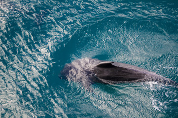 Dolphin following close up