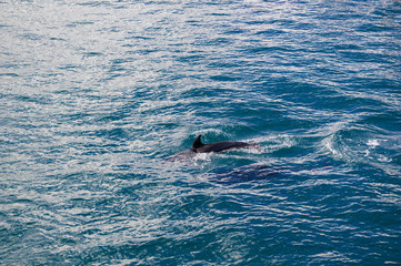 Naklejka premium Dolphin Dorsal Fin just out of Water