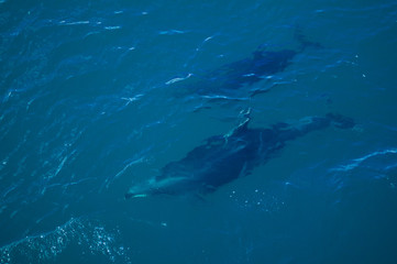 Dolphins under the surface about to break