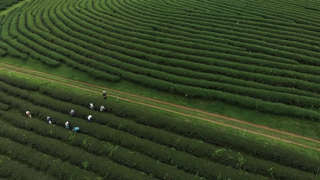 Worker picking up fresh green leave over beautiful tea plantation in Asian country, Chiangrai Thailand