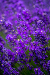 Blooming lavender fields in Pacific Northwest USA