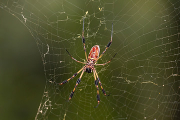 Close up of a Golden Silk Orb-Weaver (Nephila) spider sitting in its impressive web. These are commonly known as banana spiders in the southern U.S.