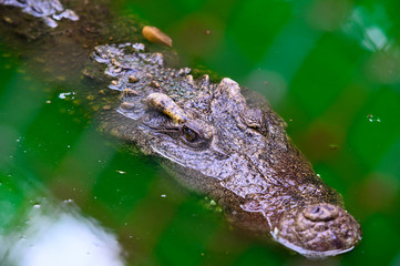 Crocodile live in the marsh.