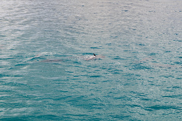 Fototapeta premium Dolphin Dorsal Fin just out of Water