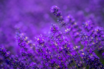 Blooming lavender fields in Pacific Northwest USA