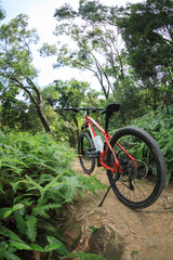 Fototapeta na wymiar One mountain bike at rainforest trail