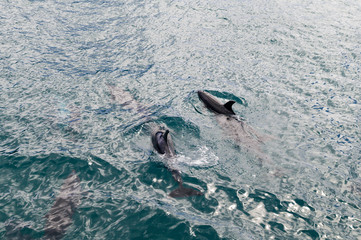 Dolphins in Blue Water following in the surf