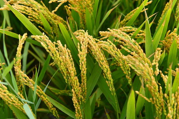 Mature rice in the field