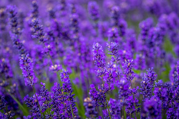 Blooming lavender fields in Pacific Northwest USA