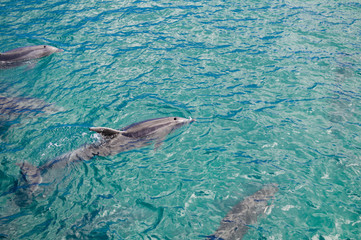 Dolphins in Blue Water following in the surf