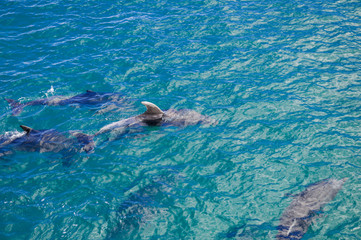 Dolphins in Blue Water following in the surf