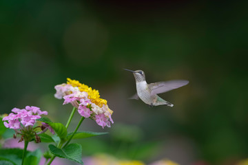 Friend of the Lantana
